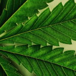 Is the Word ‘Marijuana’ Racist?