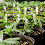 How to Grow A Hemp Garden